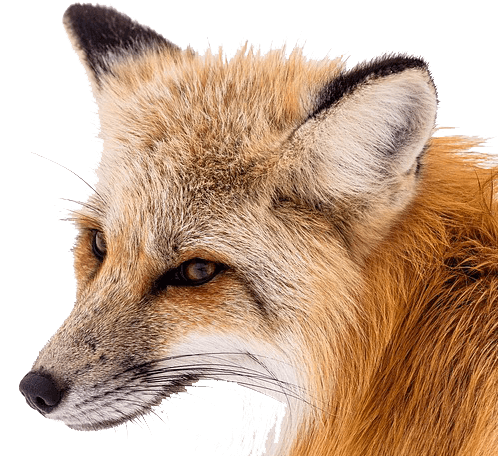 Foxpro logo