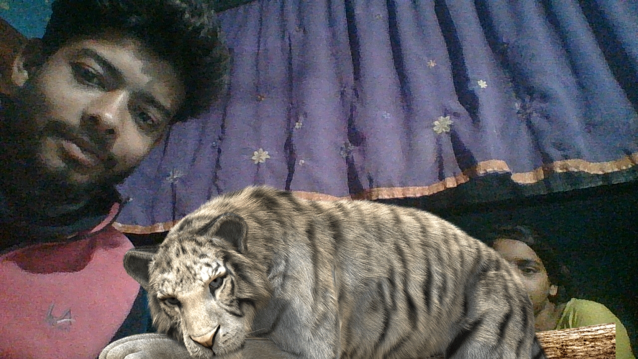 Tiger gallery