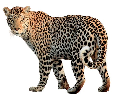 Cheetah image