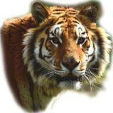 animal kinhg tiger